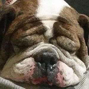 Meet your Posher, Steve